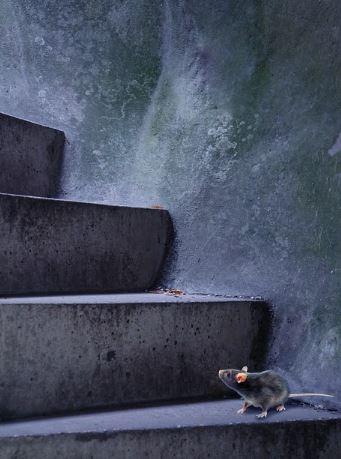 La Decisión de una Rata 4 RATA