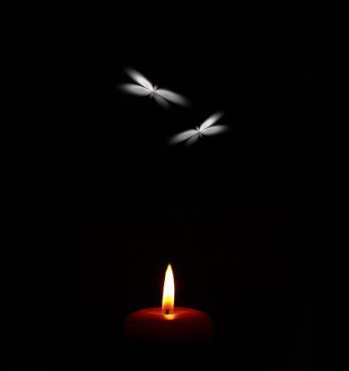 Duelo de Microrelatos. Temática: Selección Natural 8 Seleccion natural