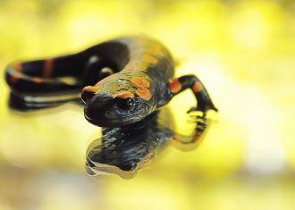 Salamandra