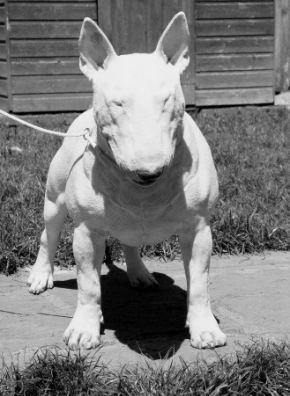 Solo está jugando 4 Solo esta jugando